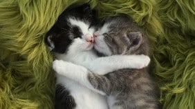 Cats Hugging